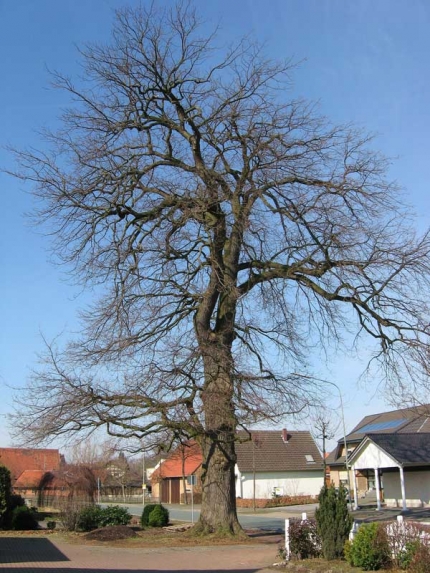 Bild 2 von Eiche an der Bahnhofstraße